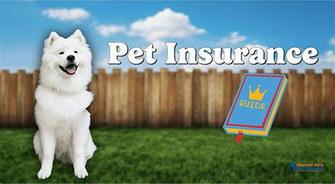 Pet insurance: a protective umbrella for your pet